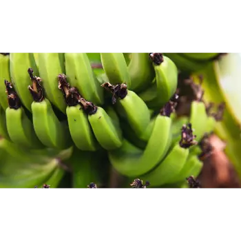 green Banana (1)-6380957-59654.webp